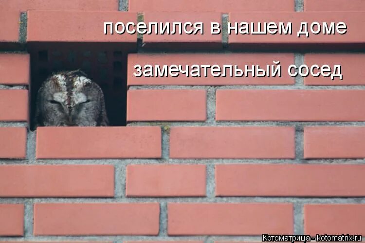 в нашем доме поселился замечательный сосед слова. в нашем доме поселился замечательный текст. песня наш сосед текст. наш сосед текст. в нашем доме поселился сосед песня.