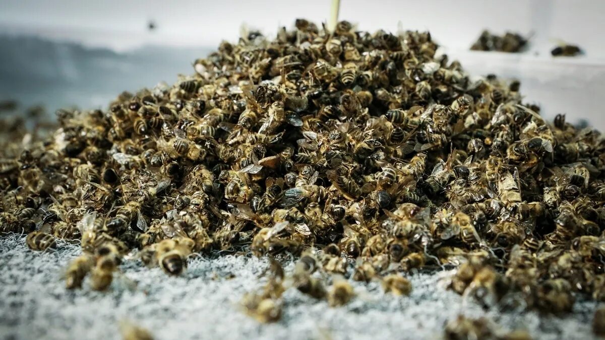 Коллапс пчелиных