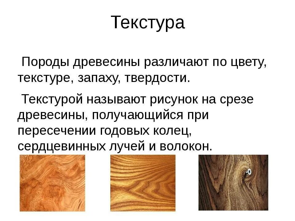 Породы древесины. Образцы древесины. Свойства древесины. Древесина разных пород деревьев. Древесина главное богатство этой зоны