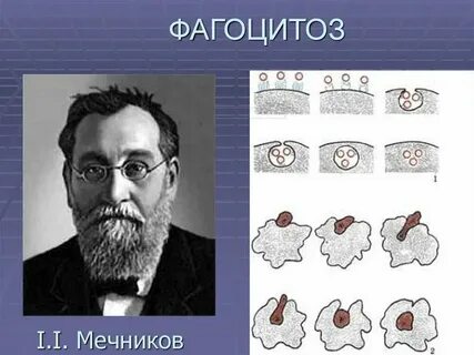 Ученый открывший явление фагоцитоза