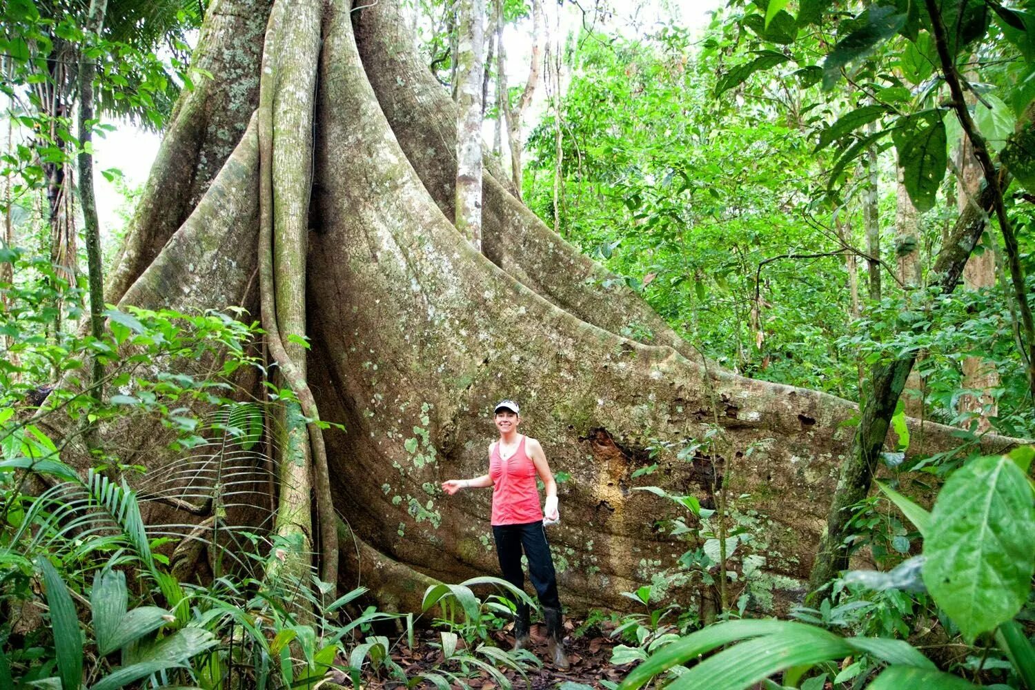 Сейба в Амазонии. Удивительные растения сельвы Южной Америки. Амазон тропический лес.