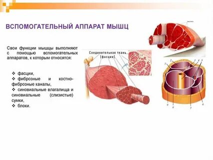 Вспомогательные мышцы