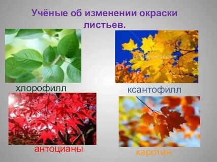 Какие пигменты в листьях растений более устойчивые