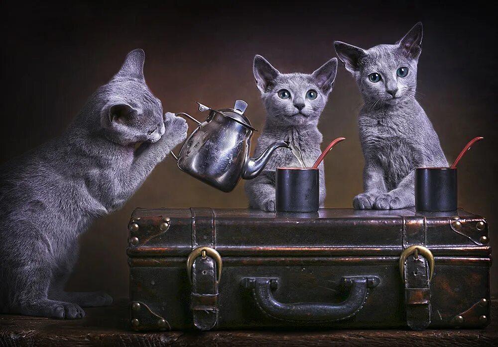 Кошка три дня. Коты пьют чай. котенок пьет чай. чаепитие котят. три серых котенка.