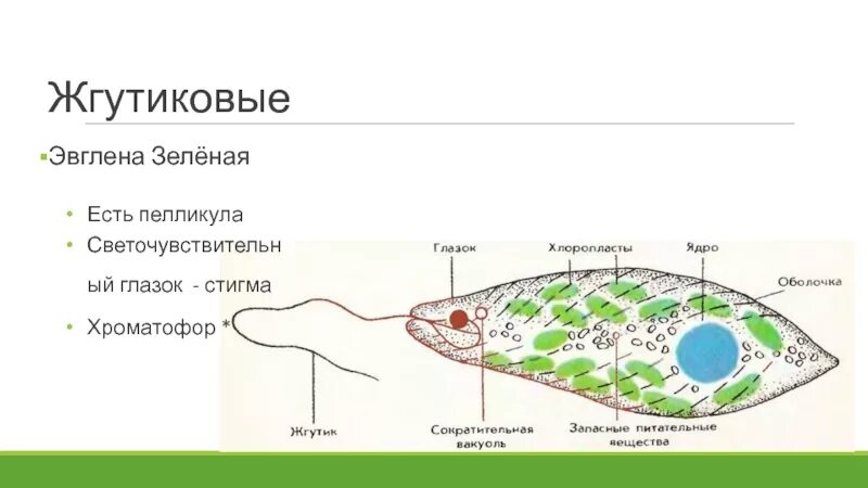 Тип передвижения эвглены. Тип передвижения эвглены