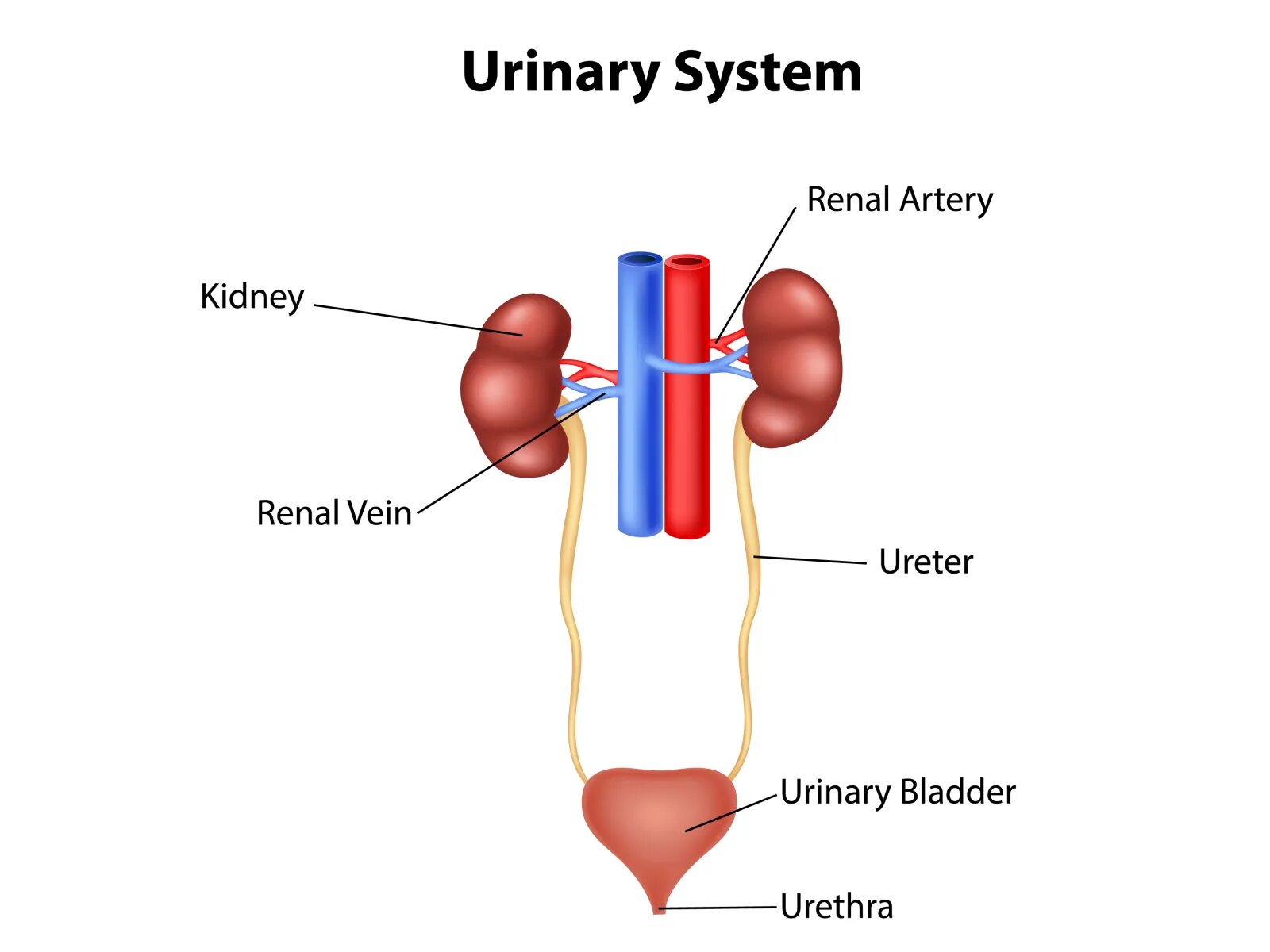 Urinary system. Буйрак анатомияси. Urinary bladder renal System.