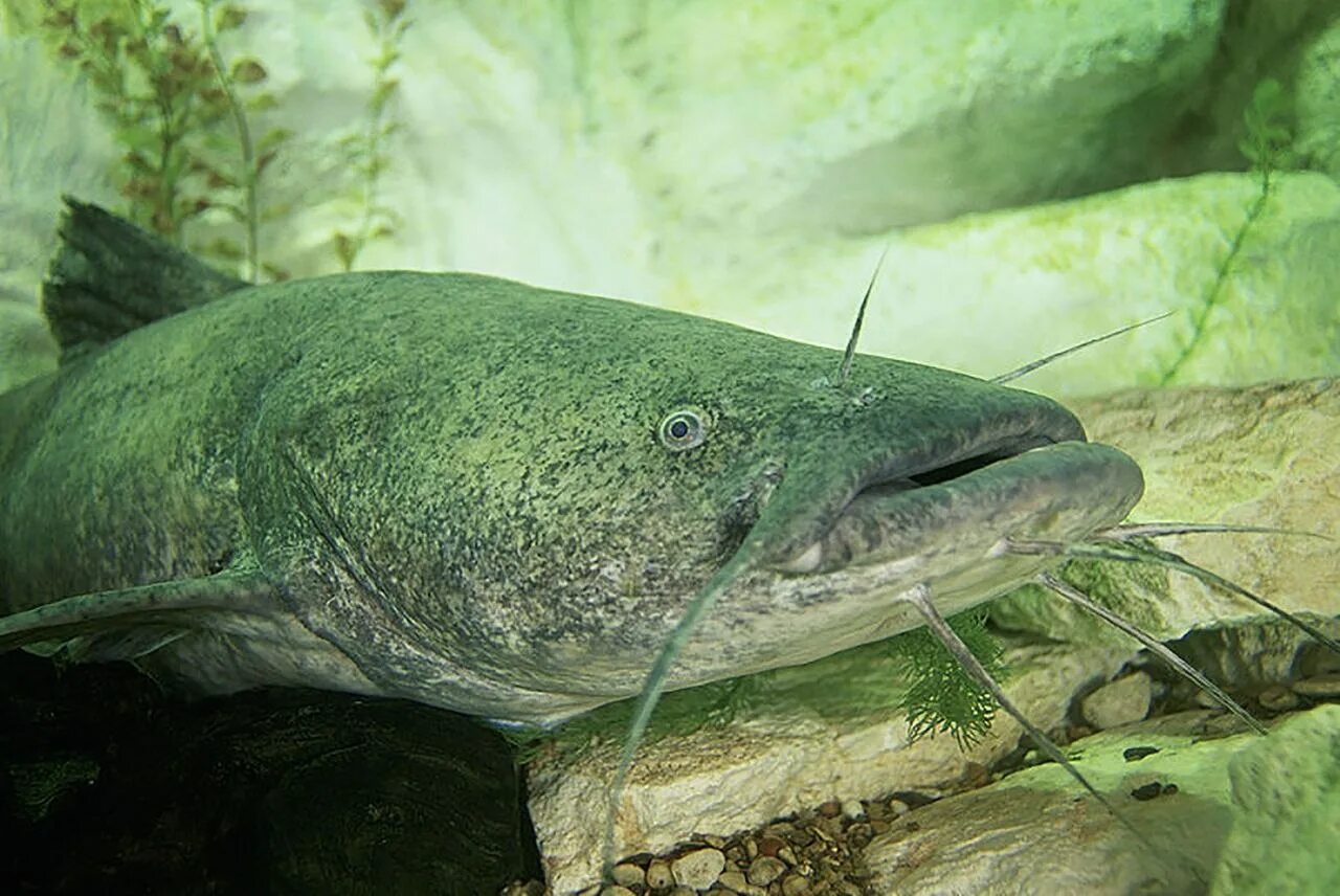 Кэтфиш рыба. Рыба сом - сомики. Pylodictis olivaris. Обыкновенный сом большой. Приснился сом рыба большой.