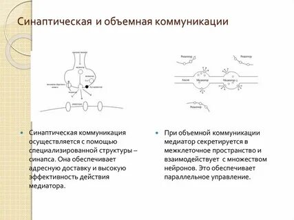 Механизмы регуляции поведения