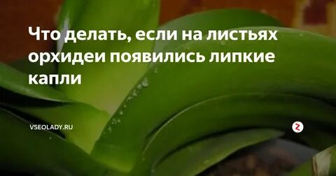 Почему на орхидее липкие капли на листьях