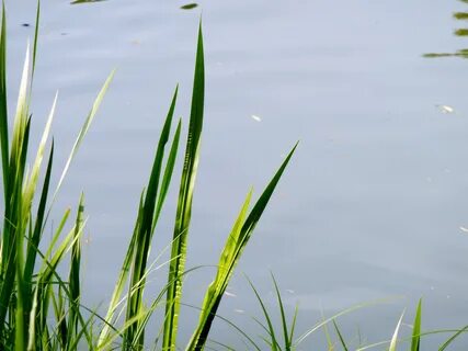Высокая трава в воде