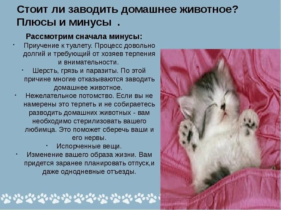 Почему кошка домашнее животное