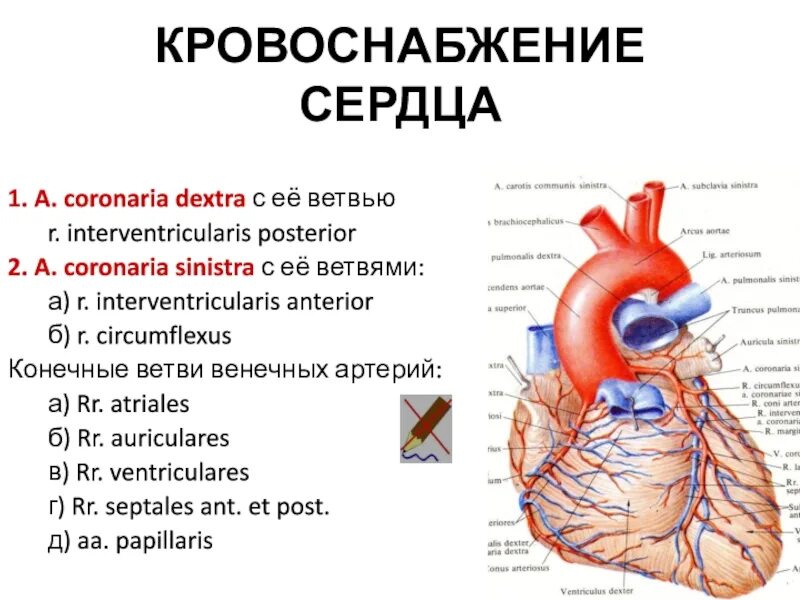 Коронарные артерии кровоснабжают. Arteria coronaria sinistra кровоснабжение. Кровоснабжение сердца схема. Кровоснабжение миокарда происходит в:.