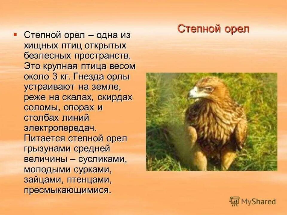 Сообщение о Степном Орле. Описание орла. Степной Орел описание. Сообщение о Степном Орле 4 класс.