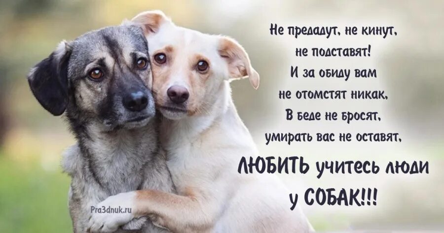 Про любимую собачку