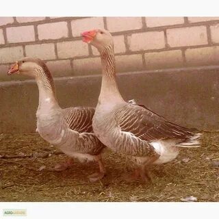 Сколько сейчас стоит гусь