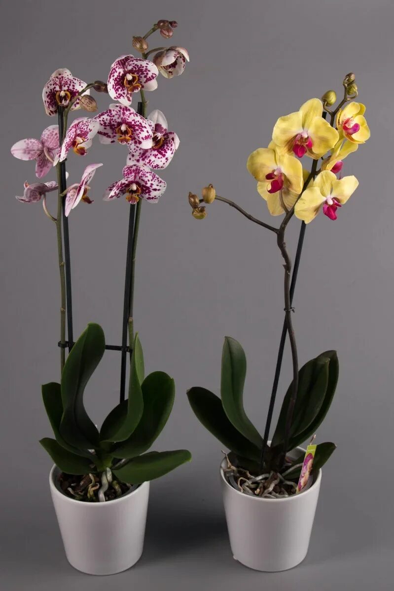 Орхидея фаленопсис. Орхидея Phalaenopsis. Фаленопсис Айронмен. Орхидея фенолепсис.