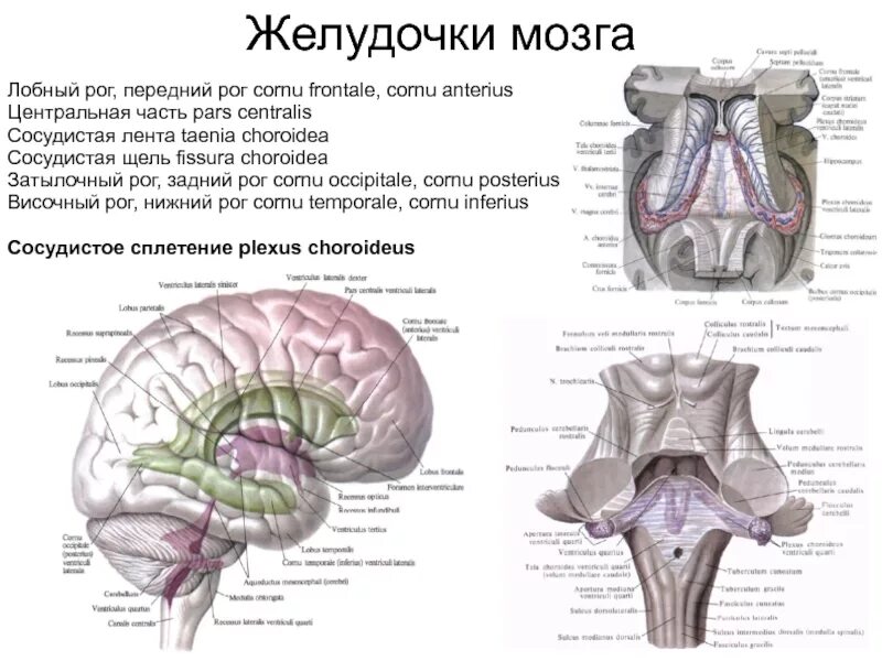 Желудочек заднего мозга. Fissura choroidea. желудочек анатомия передний рог. желудочки мозга анатомия. лобный рог передний рог.