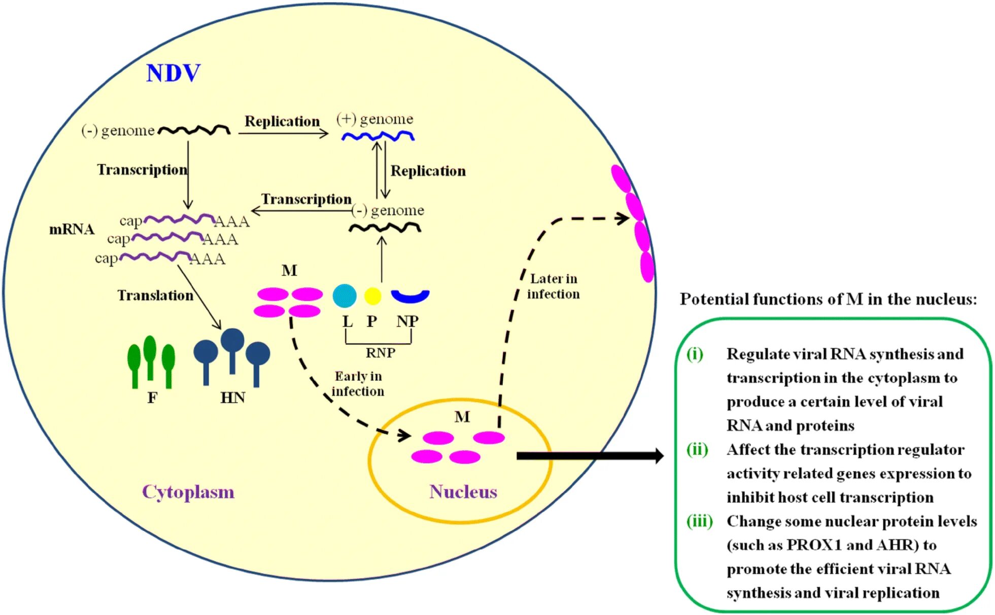 Обеспечивает синтез рнк противодействует тургору. Replication and Transcription. Transcription and translation. Transcription RNA Synthesis. Replication DNA and RNA of viruses.