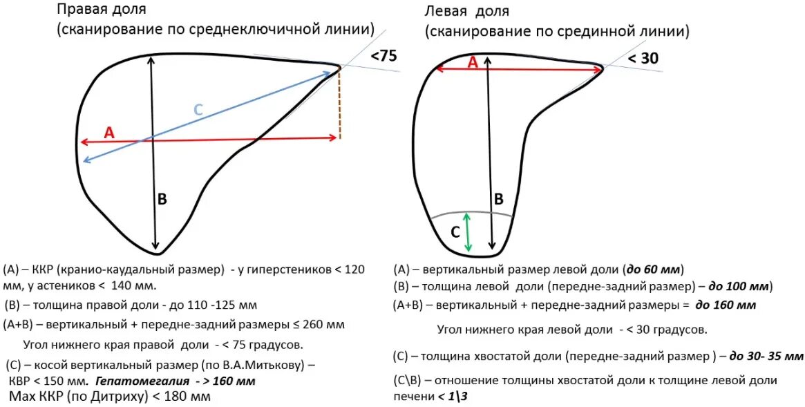 Какой размер печени у человека