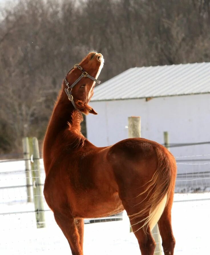 Pin on Rare & unusual colored horses, unaccustomed hybrids