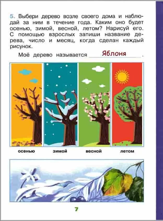 Определите время года на рисунке. Научный дневник 1 класс окружающий мир. Наблюдение за деревом 1 класс. Дерево осенью зимой весной летом окружающий мир 1 класс. Дневник наблюдений 1 класс окружающий мир.