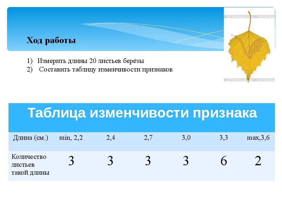 Сколько лист взять. Длина листьев. Длина листа березы. Размеры листьев березы. Лабораторная работа модификационная изменчивость 11 класс.