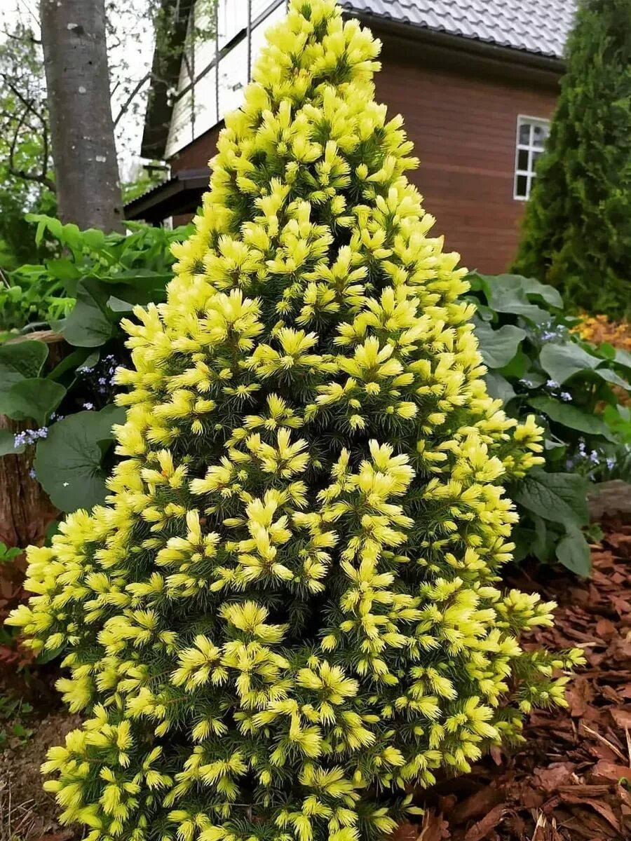 Ель глаука дейзи вайт. Ель канадская дейзи уайт (picea glauca daisy's white). Ель канадская уайт. Ель канадская дейзи вайт (р9). Ель дейзи уайт.