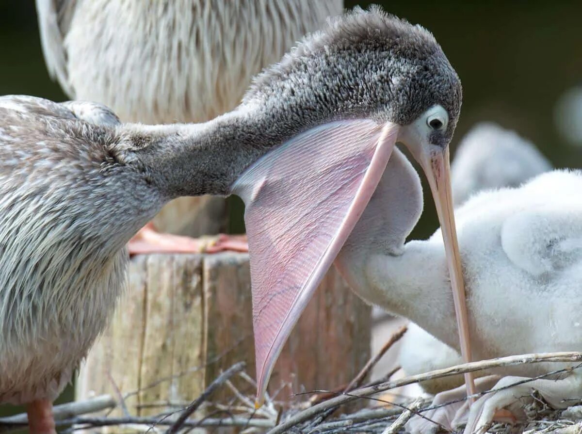 Птицы едят яйца. Пеликан птица с птенцами. Розовый Пеликан птенец. Пеликан кормит птенцов. Кудрявый Пеликан птенцы.