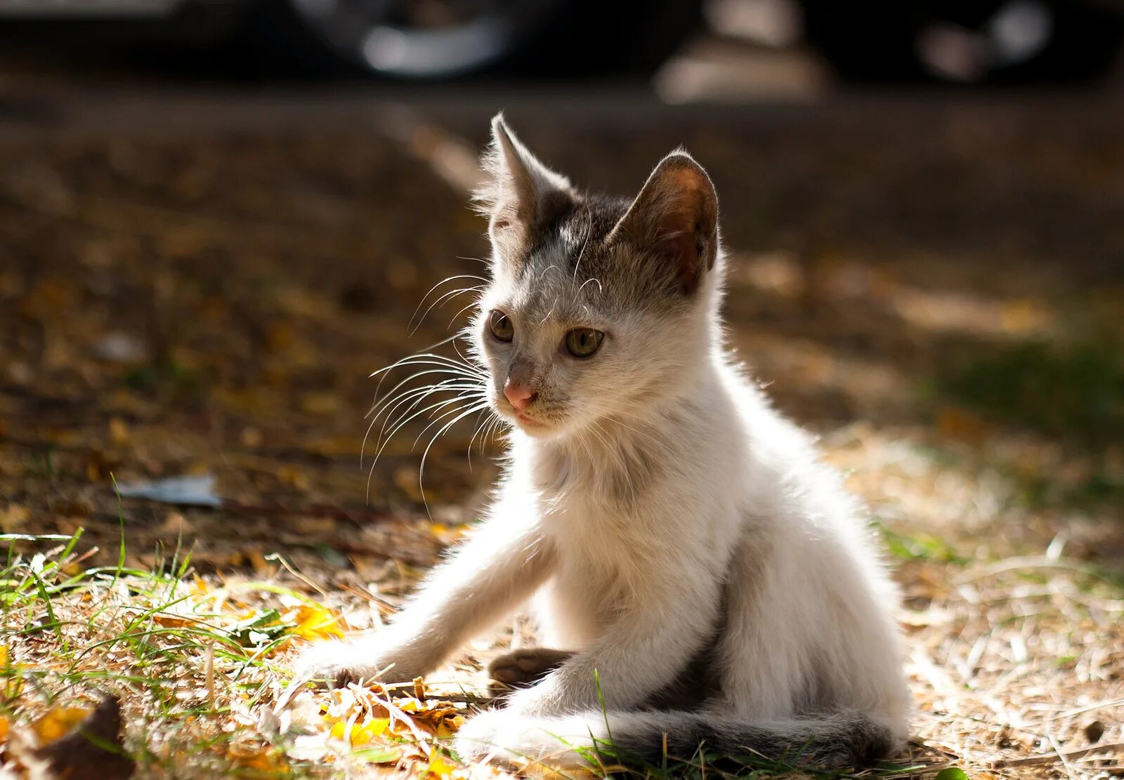Kitten latenight