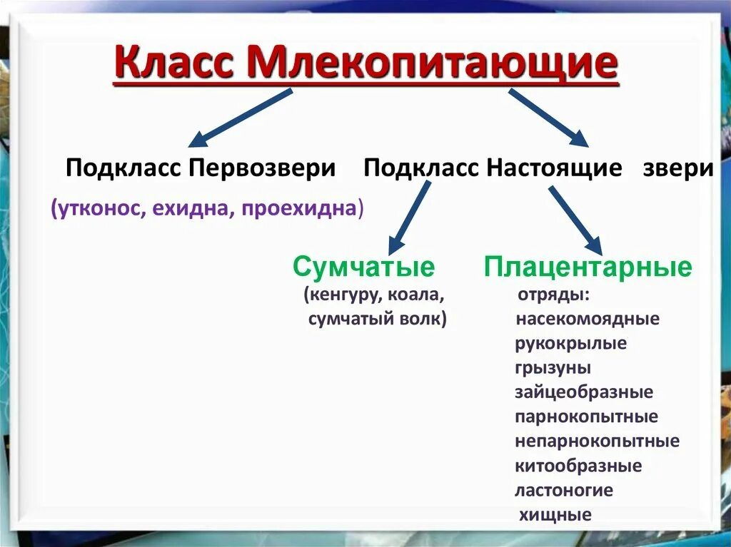 Класс млекопитающих таблица. Систематика млекопитающих 7 класс. схема класс млекопитающих 7 класс биология. классификация класса млекопитающие схема. характеристика класса млекопитающие 7 класс биология таблица.