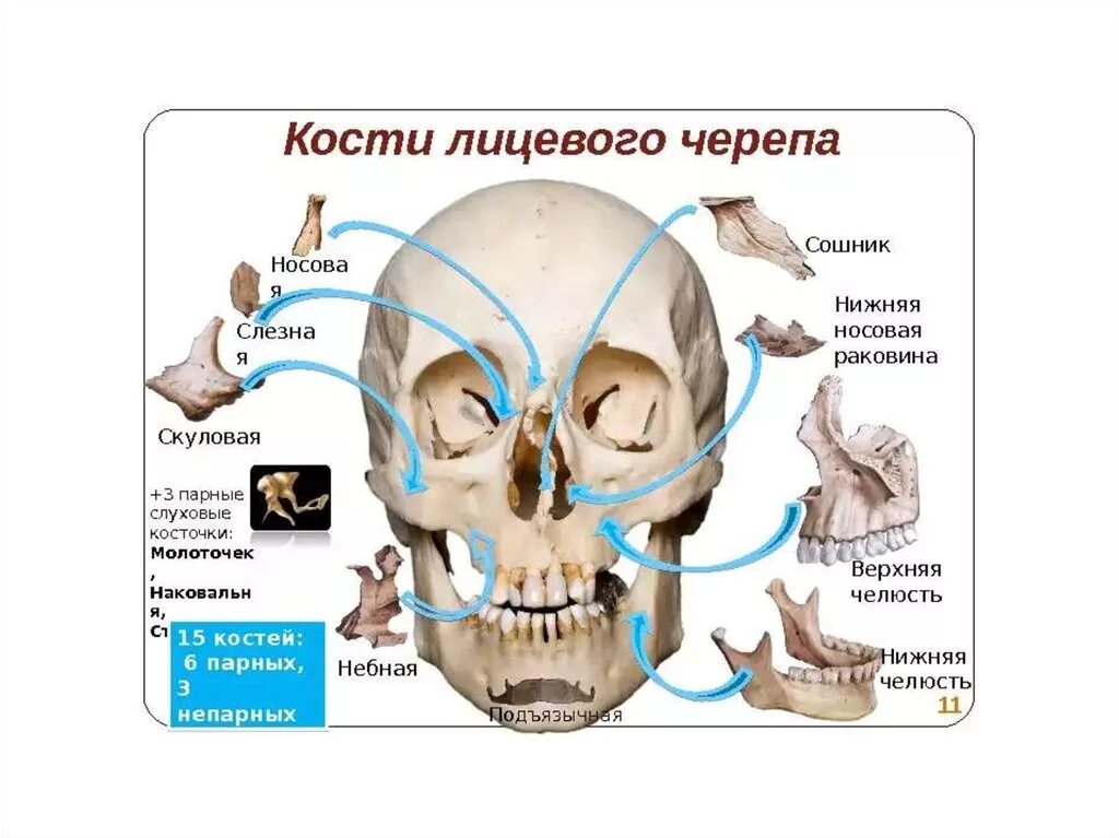 Скелет черепа человека лицевой отдел. Строение лицевого отдела черепа. Строение лицевого отдела черепа человека. Воздухоносные кости черепа анатомия строение.