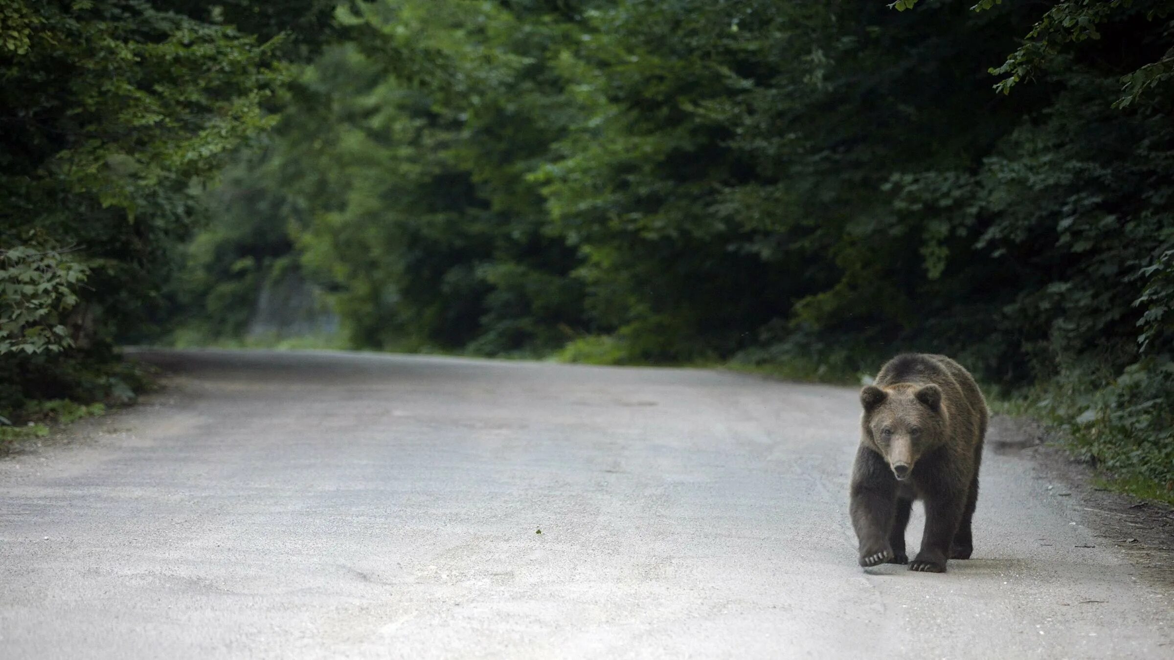 Медведь бежит. Медведь в лесу. Медведь на дороге. Бурый медведь на дороге.