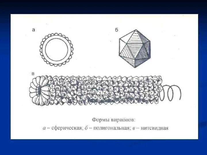 Чем определяется разнообразие форм вирионов. Чем определяется разнообразие форм вирионов
