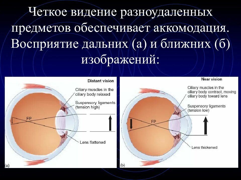 Какая структура обеспечивает аккомодацию. Аккомодация. Процесс аккомодации. Аккомодация глаза. Строение глаза. Аккомодация глаза.