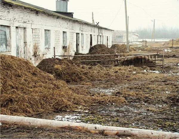 Животноводческий сток. Стоки животноводческих комплексов. Навоз. Отходы животноводческих ферм. Сточные воды животноводческих комплексов.