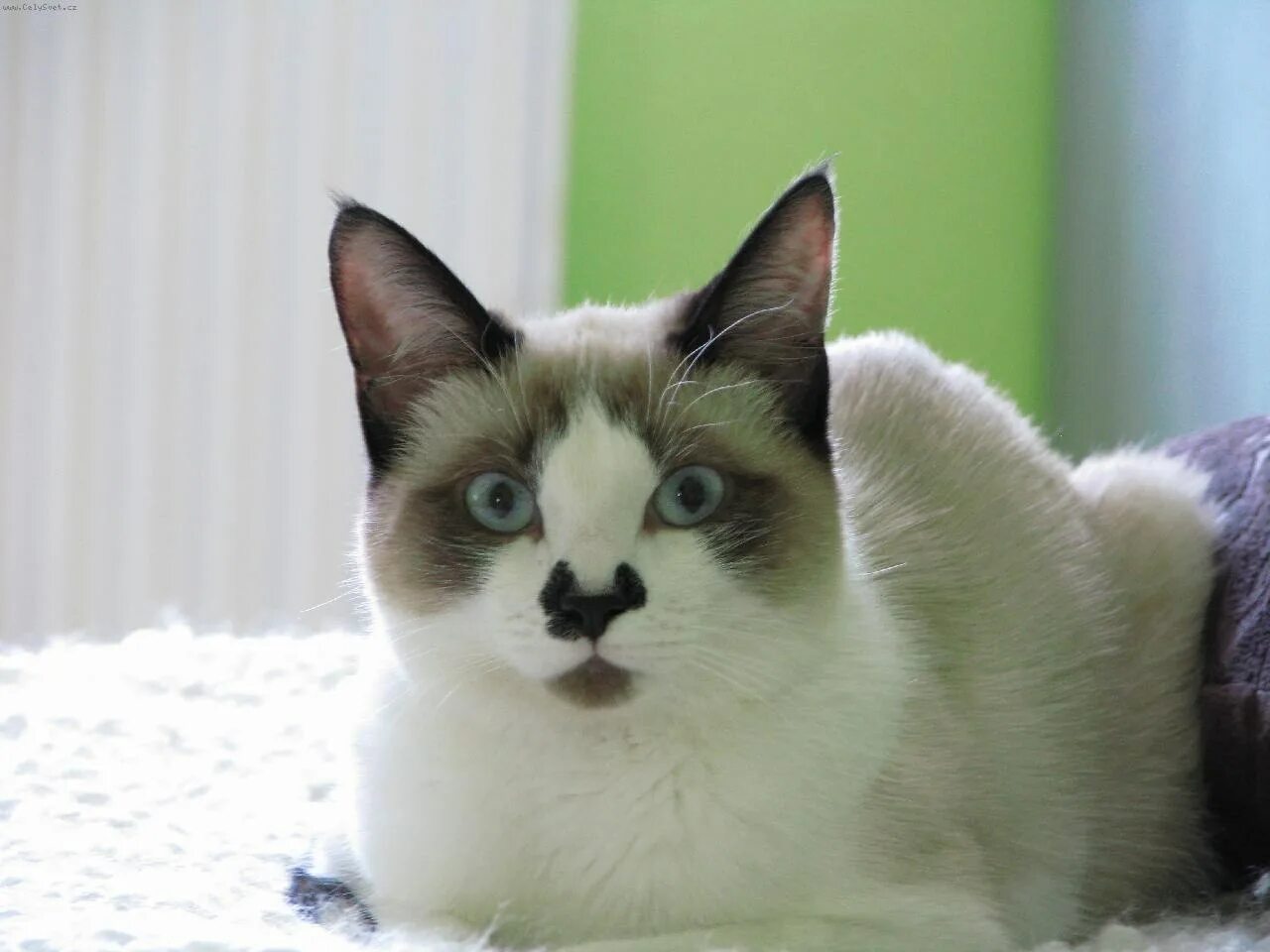 Сноу-шу котята. Сноу шу фото. Сноу шу. Сиамский кот сноу шу. Сиамский кот сноу шу.
