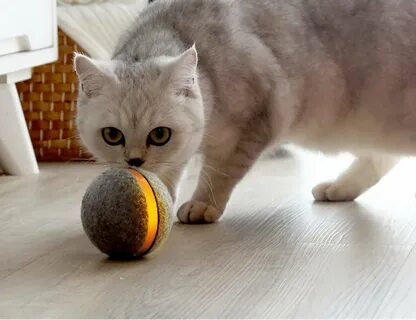 Кошачий мячик
