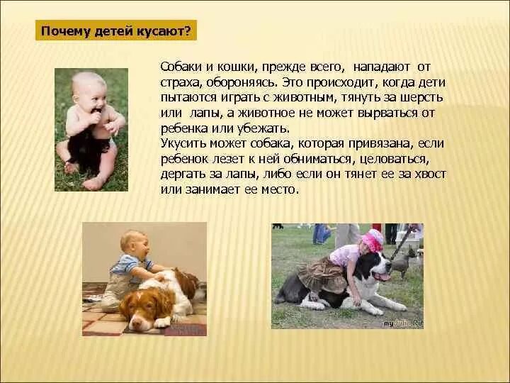 Почему собачка