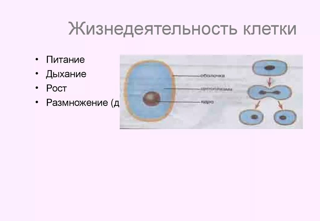 Жизни деятельности клетки. Жизнедеятельность клетки питание дыхание рост. Жизнедеятельность клетки растений деление и рост. Жизнедеятельности клетки 5 класс биология процессы дыхания. Схема процессы жизнедеятельности клетки.