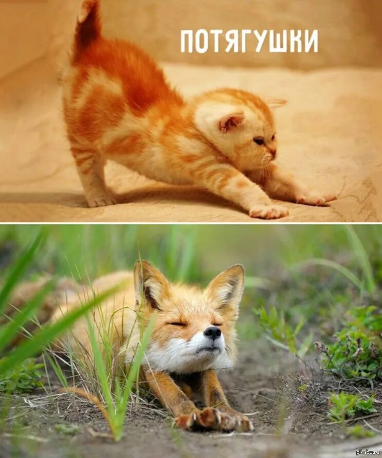 Котоматрица: потянушки, потягушки позеушки, позевушки котик наш проснулся рано и
