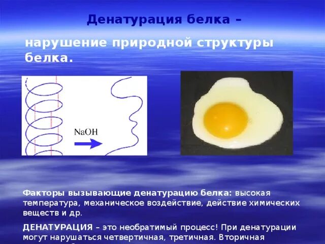 Процессы денатурации белков. Механизм денатурации белка. Денатурация белков факторы. Факторы гемотурации белка. Процесс денатурации белков.