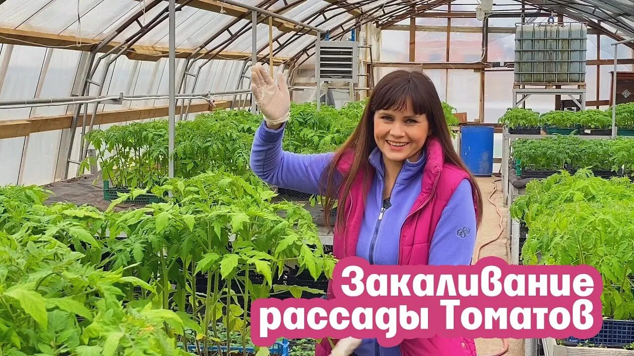 Закалка рассады. Закалка рассады перцев и томатов. Закаливание рассады томатов жарой. Как закалить рассаду в теплице.