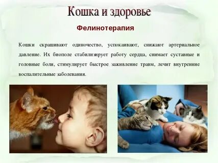 Почему кошки лечат