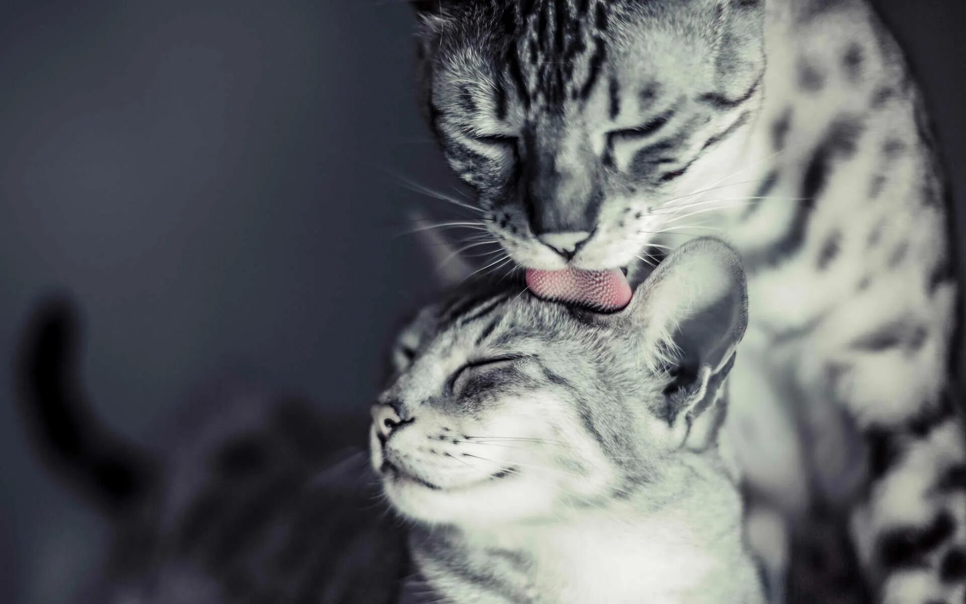 Ласка и кошка. Котята любовь. влюбленные котики. котики нежность. кошка ласкается.