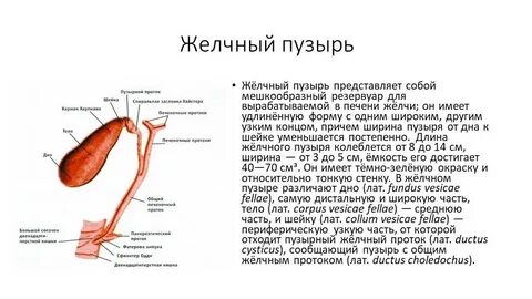 Размер шейки желчного пузыря