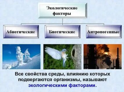Презентация экологические факторы среды класс