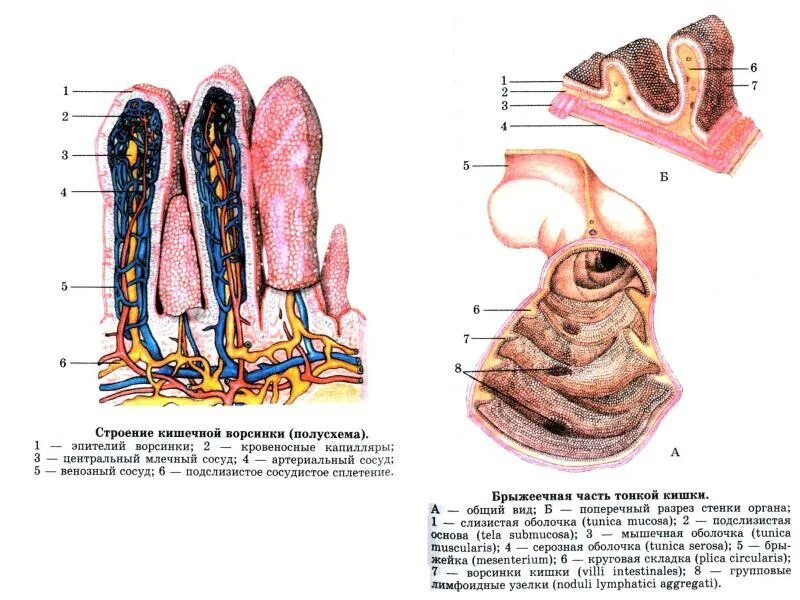 Строение ворсинок слизистой оболочки. Строение слизистой оболочки тонкого кишечника. Слизистая оболочка тонкой кишки анатомия. Строение слизистой оболочки тонкой кишки. Строение оболочек тонкой кишки.