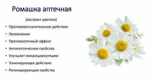 Систематическое положение растений ромашка