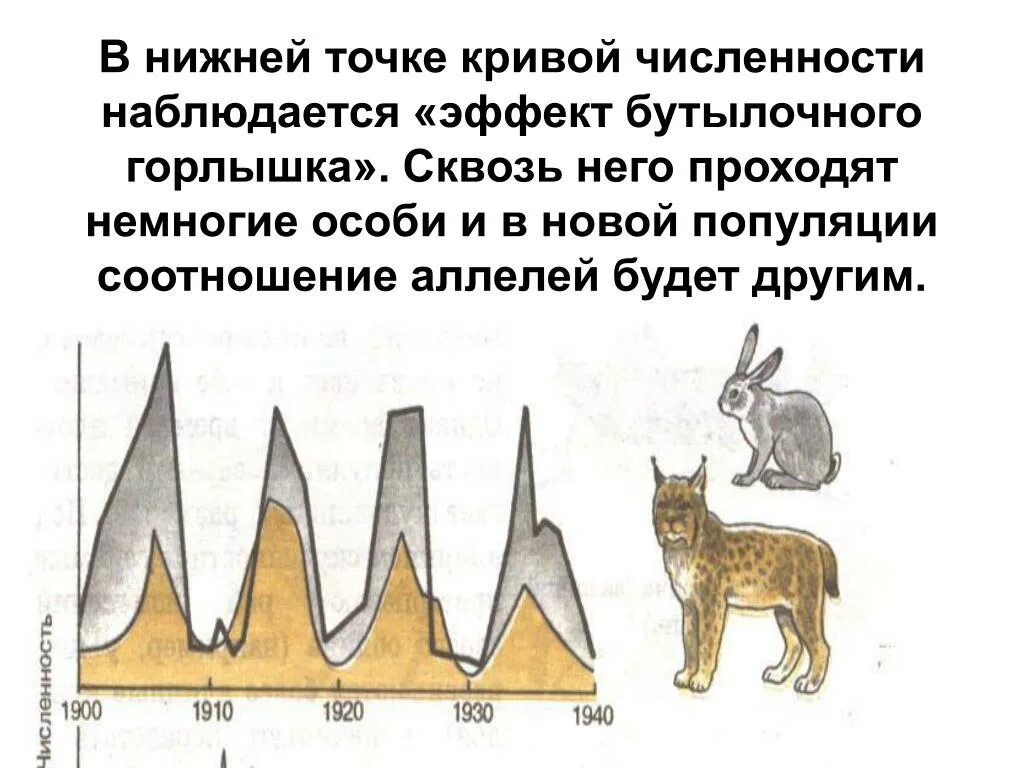 Популяционные волны являются фактором. Популяционные волны и дрейф генов. Популяционные волны эффект бутылочного горлышка. Популяционные волны в эволюции. Популяционные волны схема.