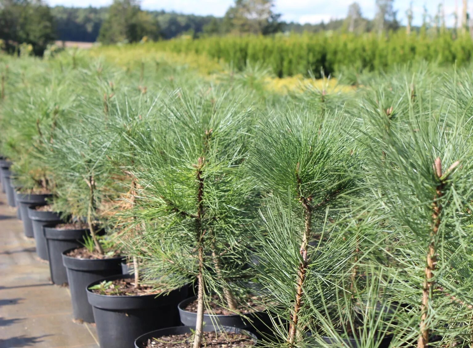 Хвойные сеянцы. Pinus Ponderosa 'Agnieszka'. Саженец сосны (Pinus Sylvestris). Сосна Кедровая Сибирская Сибирский кедр сеянец. Сосна обыкновенная габитус.